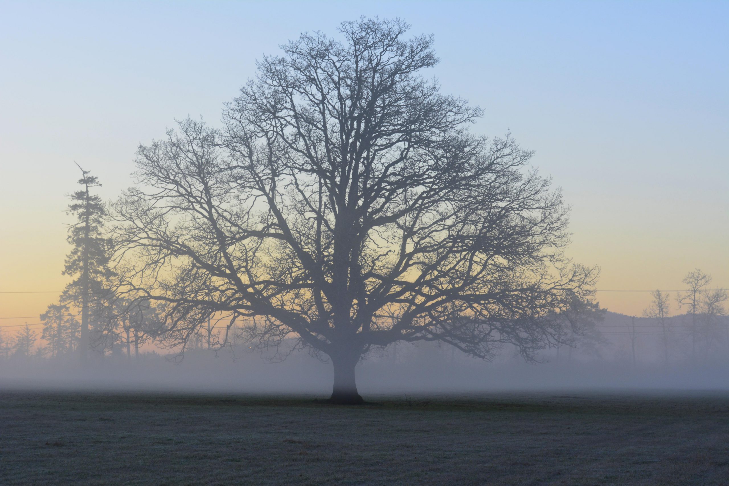 Righteousness is like a tree at dawn.