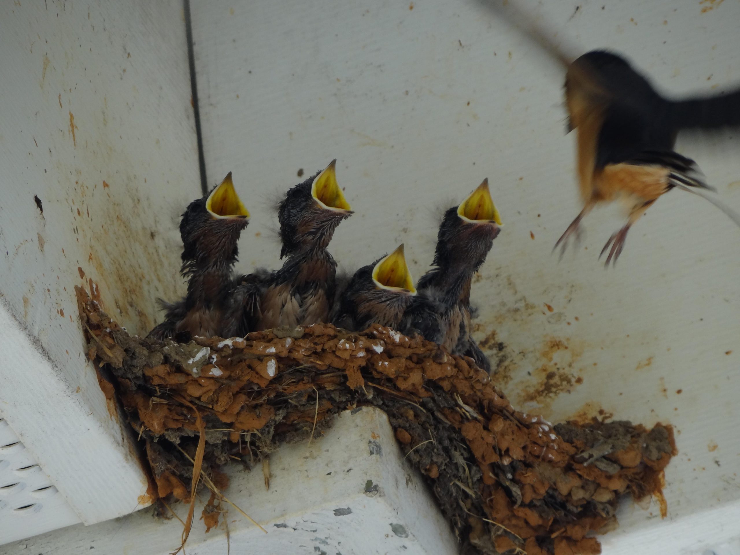 Practice gratitude like these baby birds.