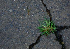 green-grass-on-a-pavement