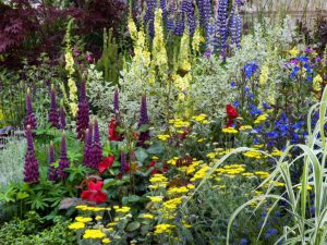 jardin-fleurs-perennes