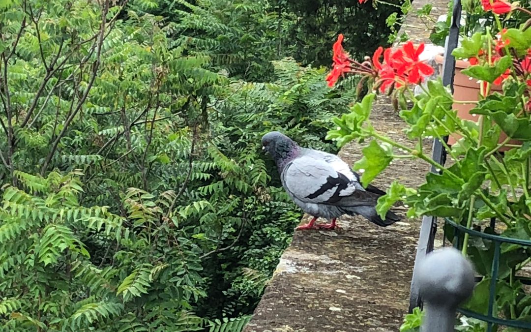 Holy Embarrassment in the Basilica: Epiphany from a Pigeon