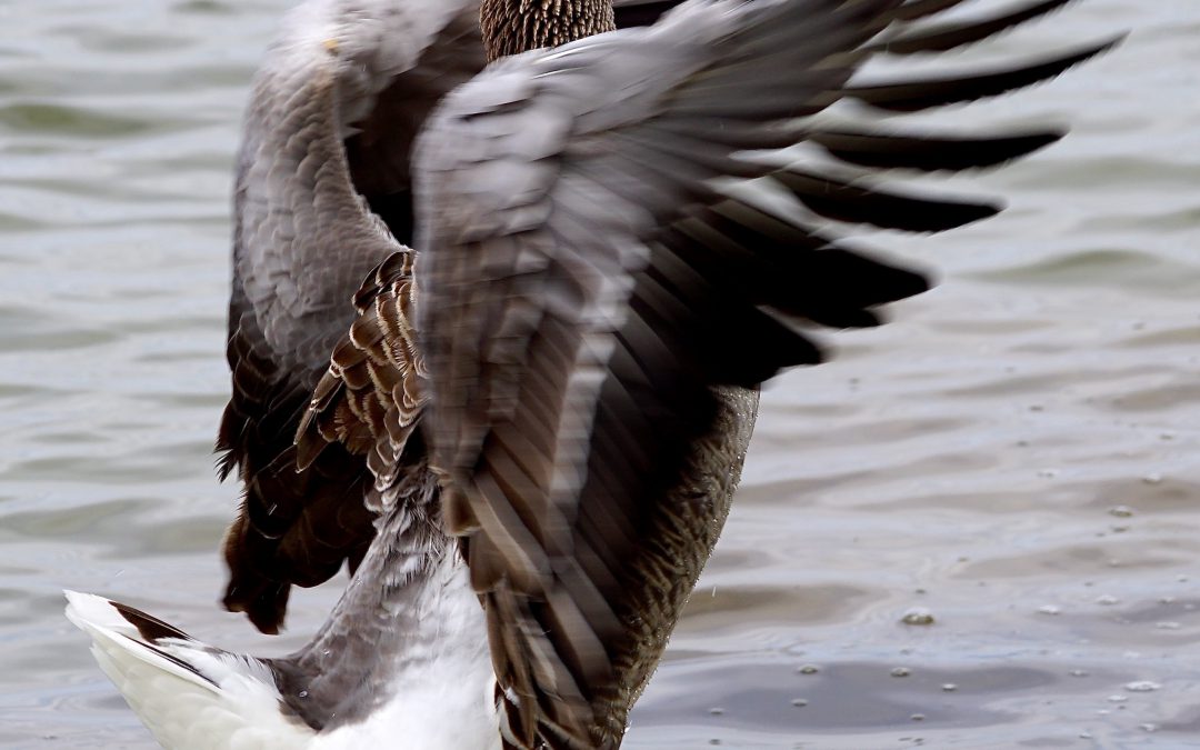 Wild Goose Festival 2019: Christ in the Beauty and the Gathering