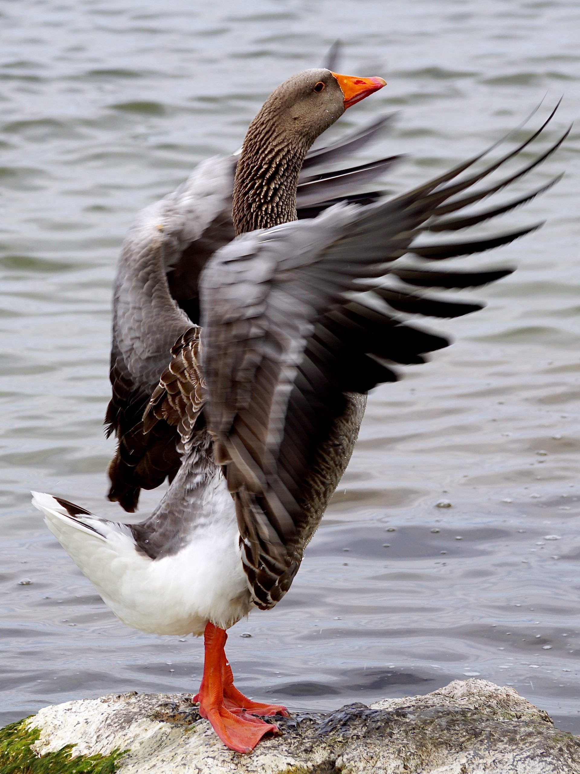 Wild goose with wings outstretched