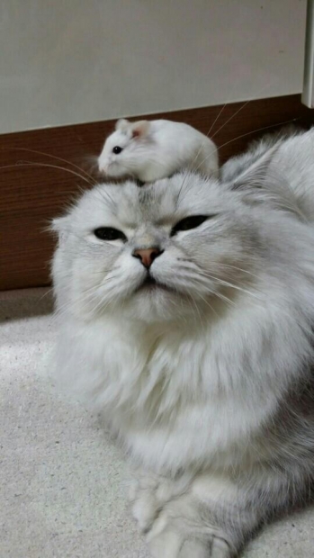 Cat with mouse on its head.