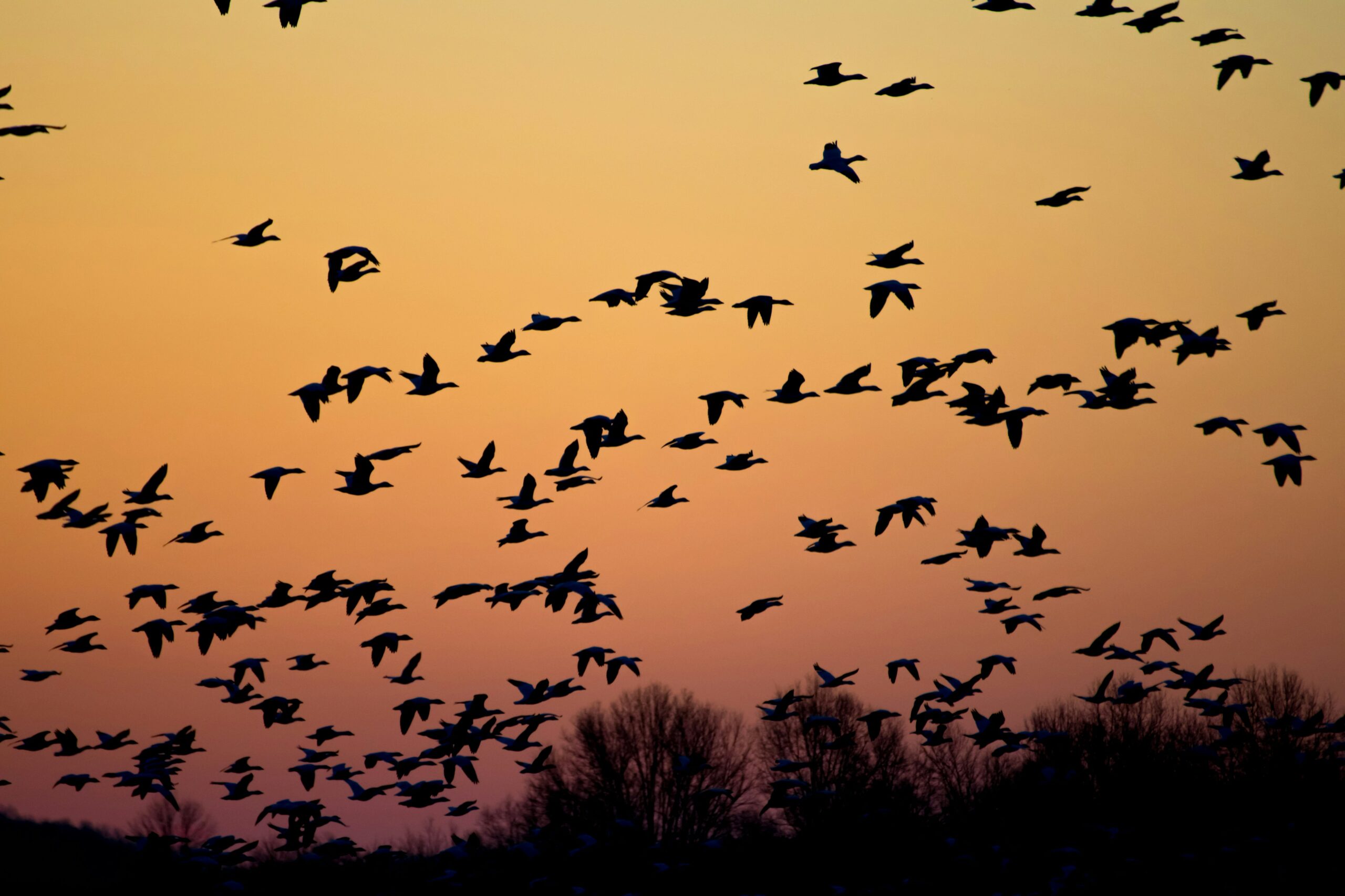 Own your poverty....like the wild geese...