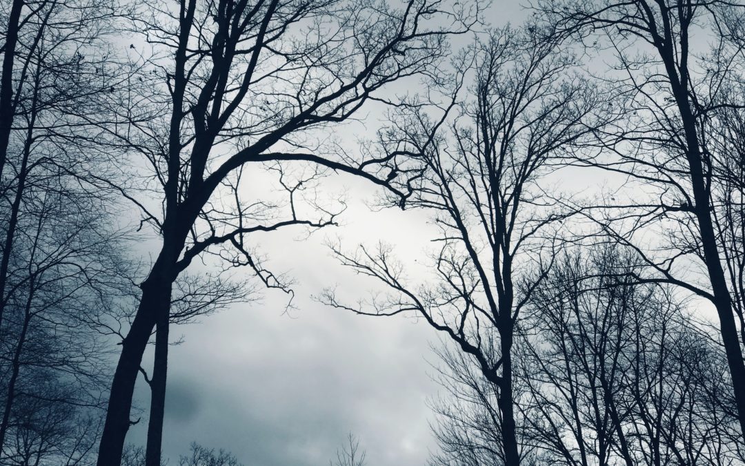 Bare Winter Trees (Poem)