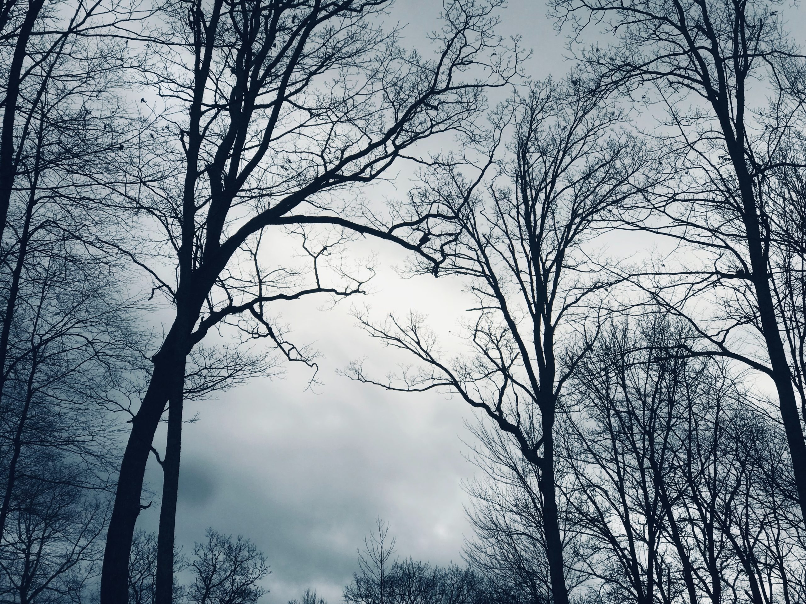 Bare Winter Trees photo by Melissa Mullin