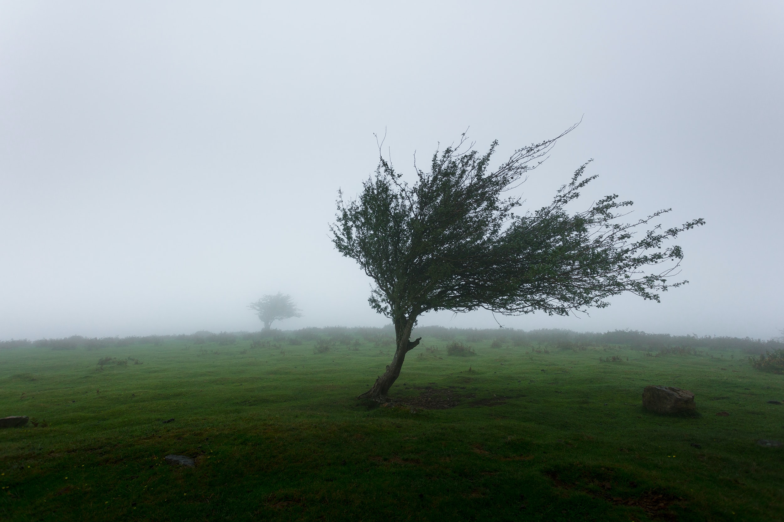 Knowing wind through the tree.