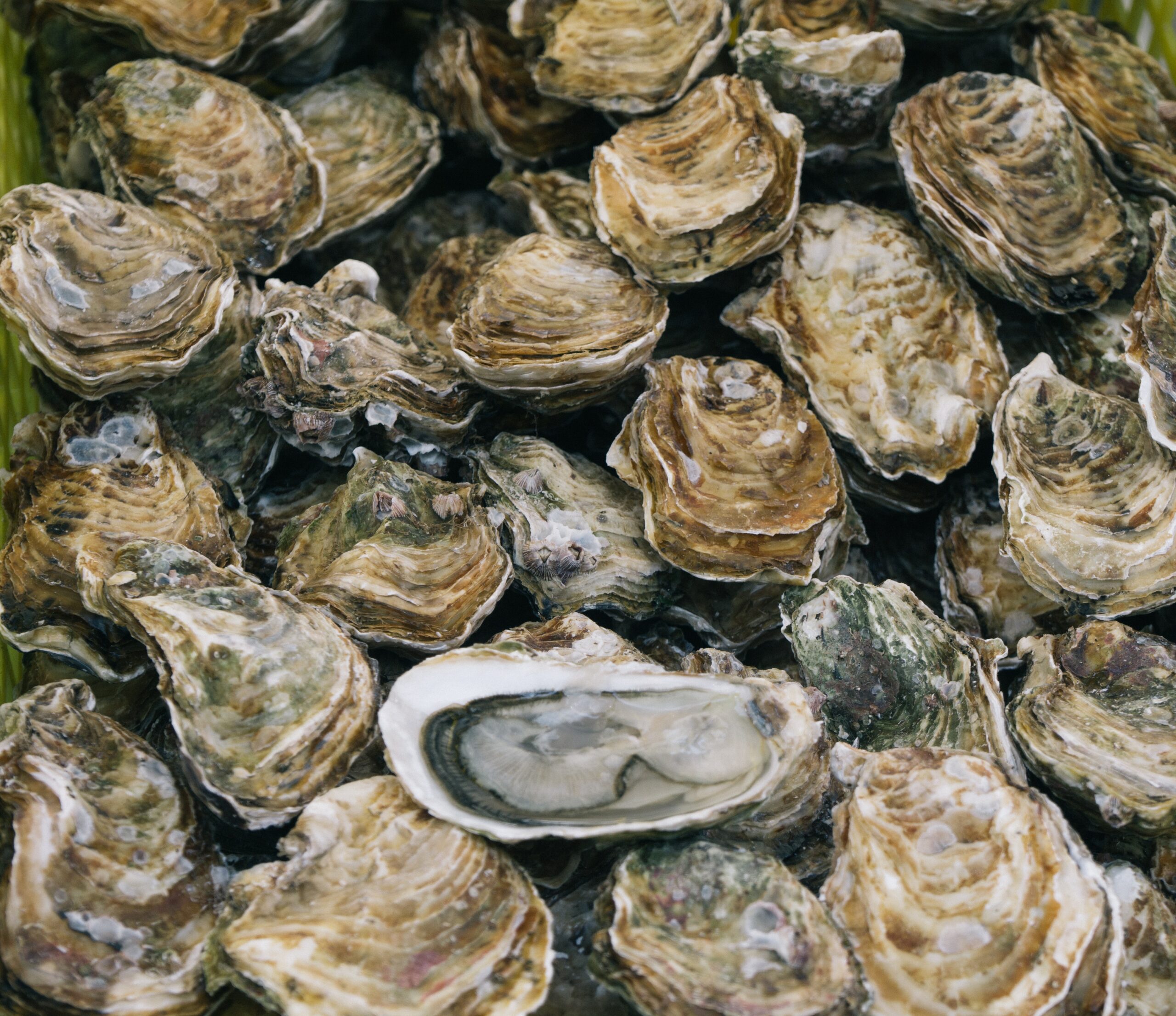 Heart like an oyster among oysters.