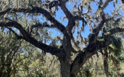 From Prayer Tree to Pulpit: A Visit to the Howard Thurman Home