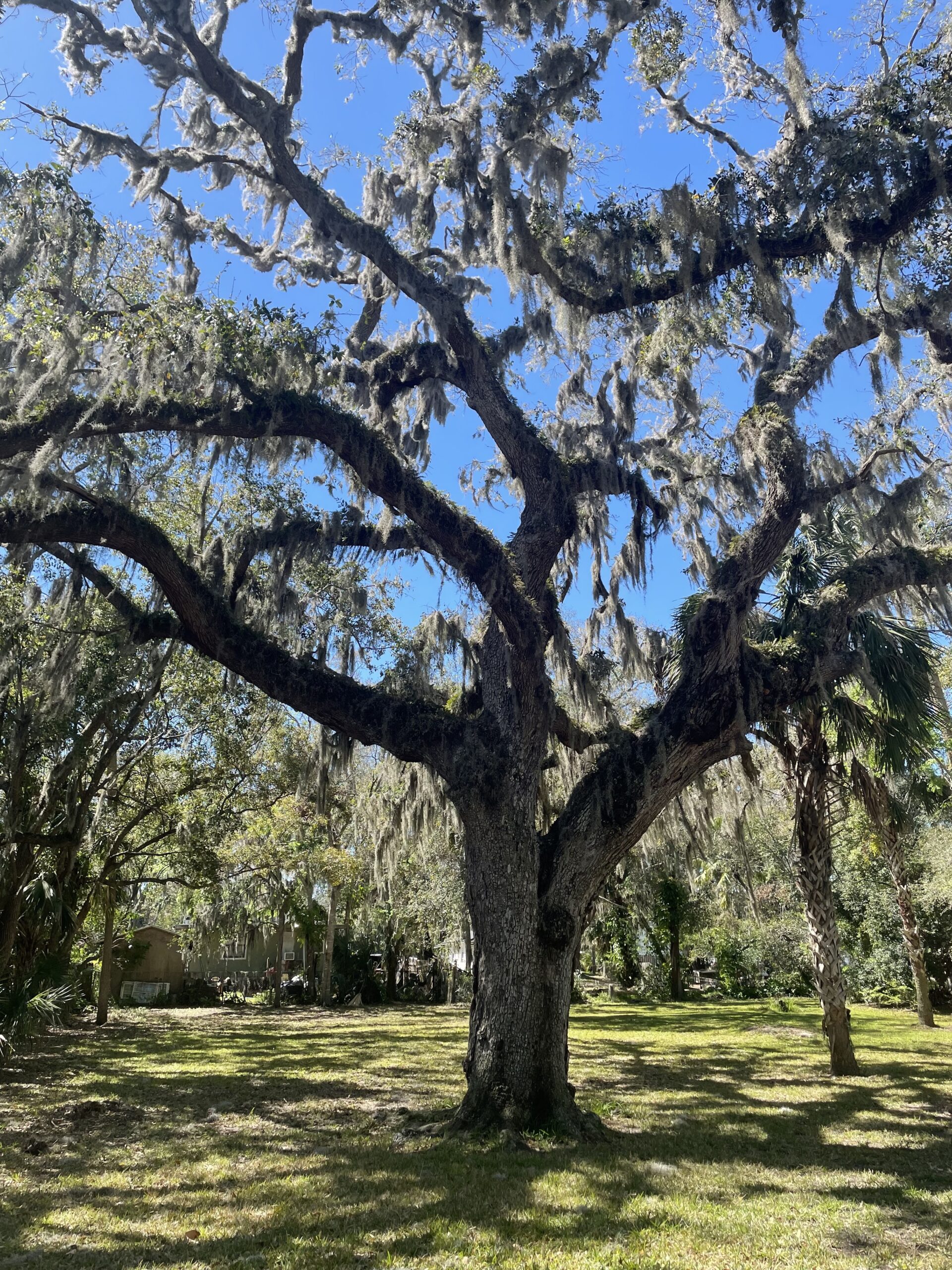 Prayer Tree of Howard Thurman Home