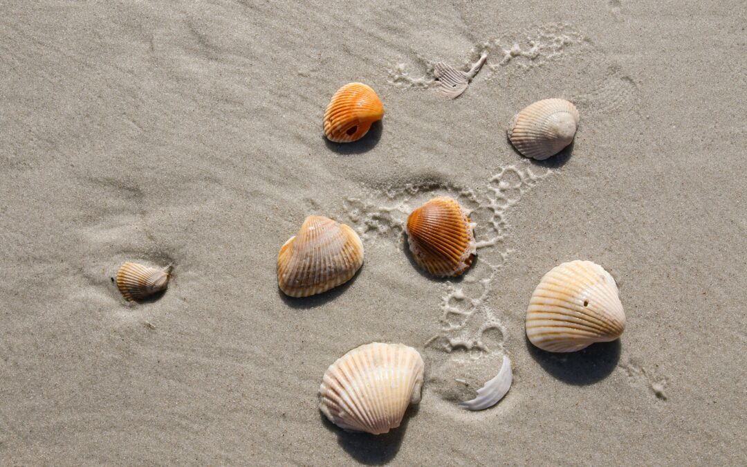Shell Work (poem)