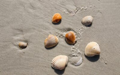 Shell Work (poem)