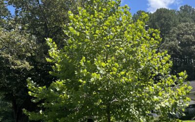 Interview With a Sycamore (poem)