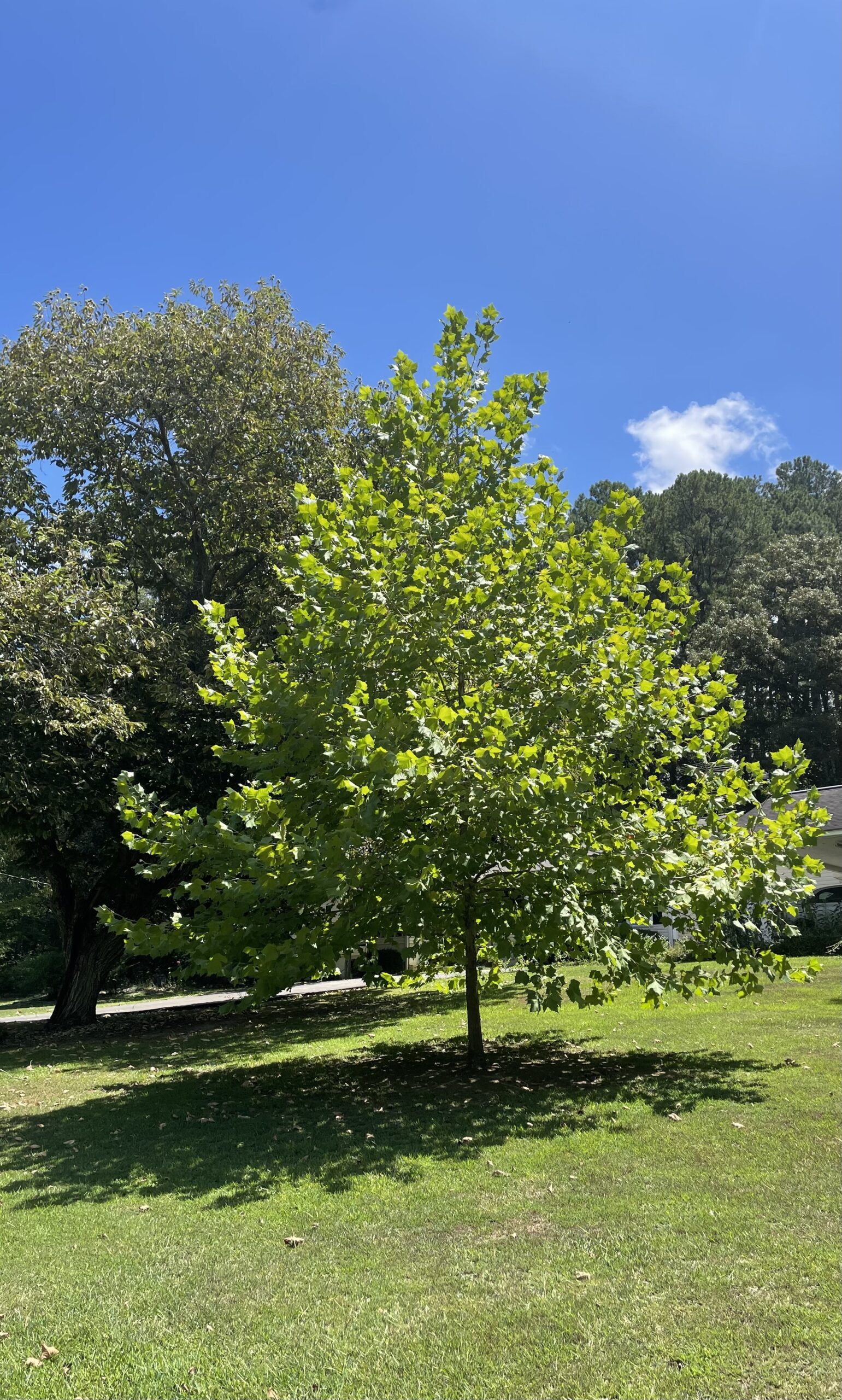 Sycamore in my front yard.