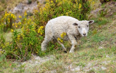 Being Lost and Knowing It: Sermon on Luke 15:1-10