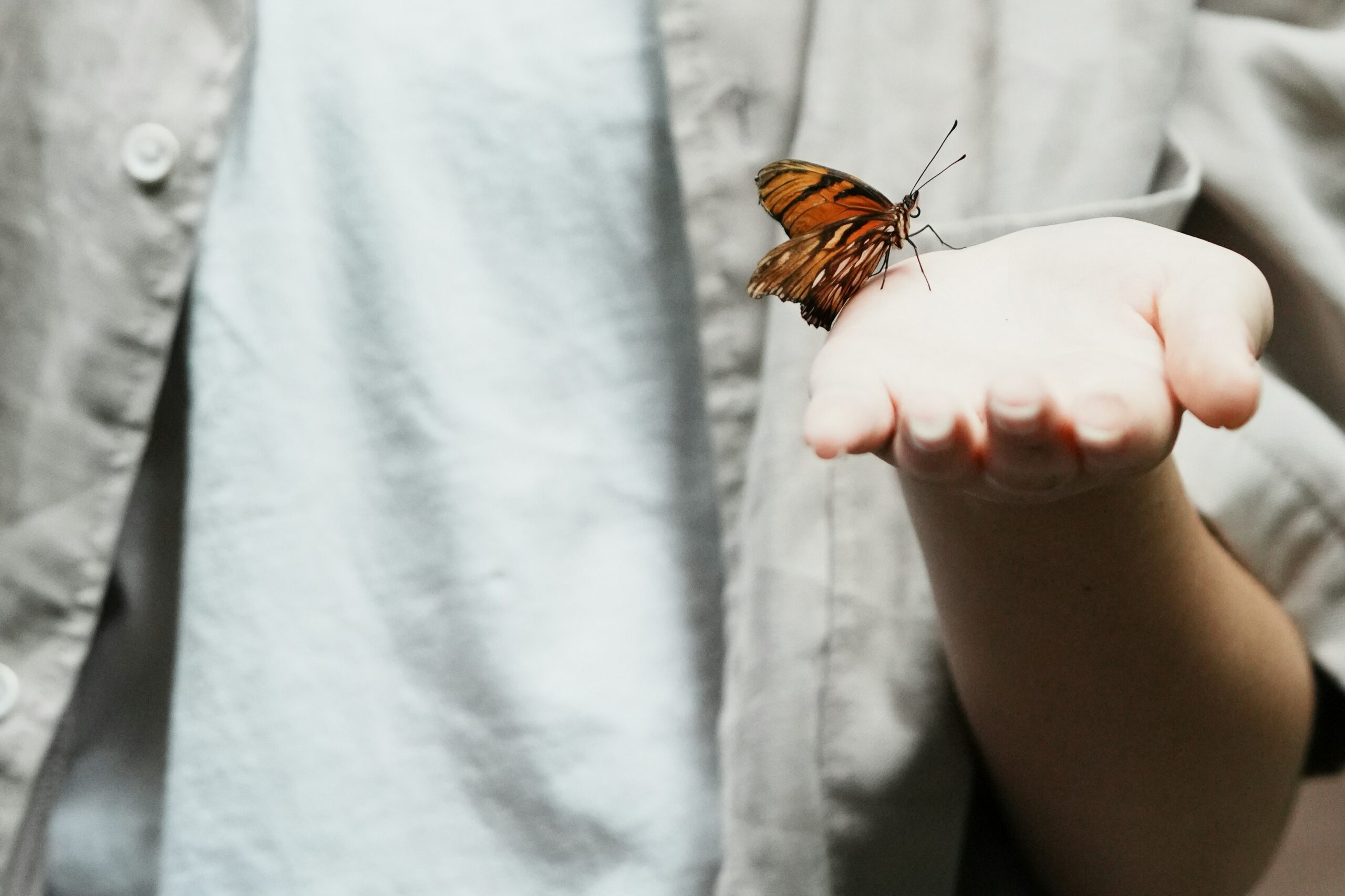 anya-chernykh-baDX-k8TXsg-unsplash A butterfly alights like God.