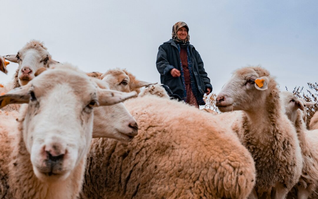 Power to the Sheeple: Sermon on John 10:1-10 & RCL Readings