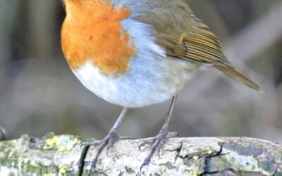 The Authenticity of Birds (poem)