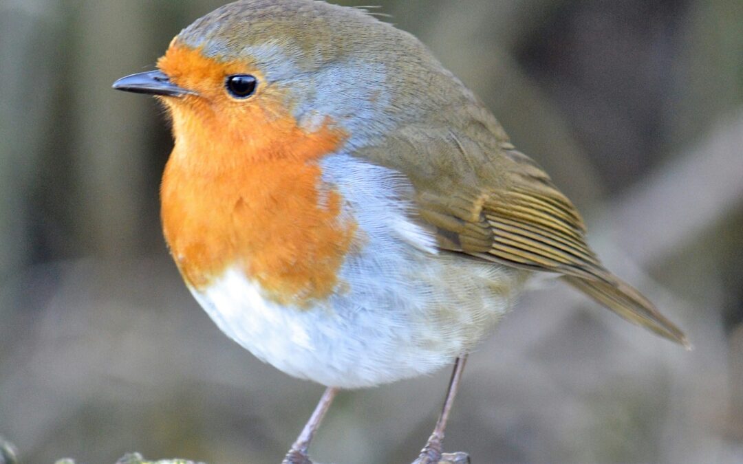 The Authenticity of Birds (poem)