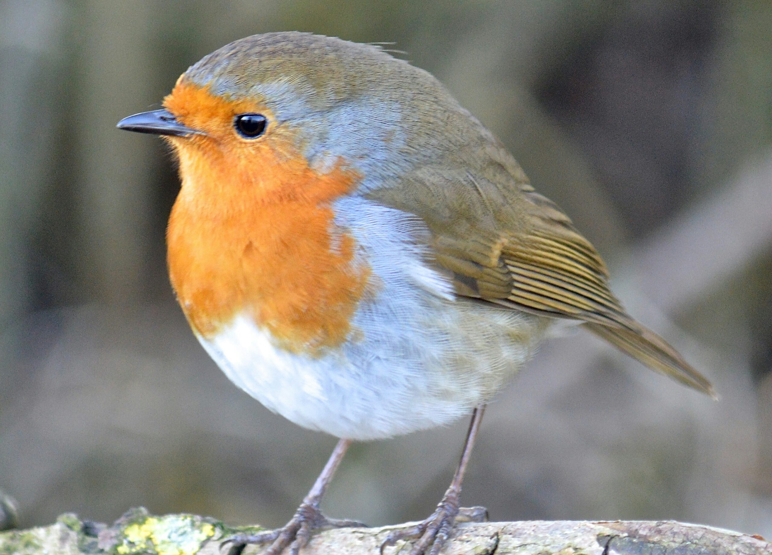 Birds fly and sing, hiding nothing.