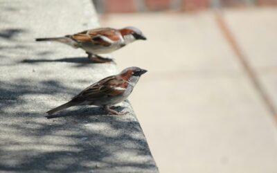 Sparrow’s Honor and Mine (poem)