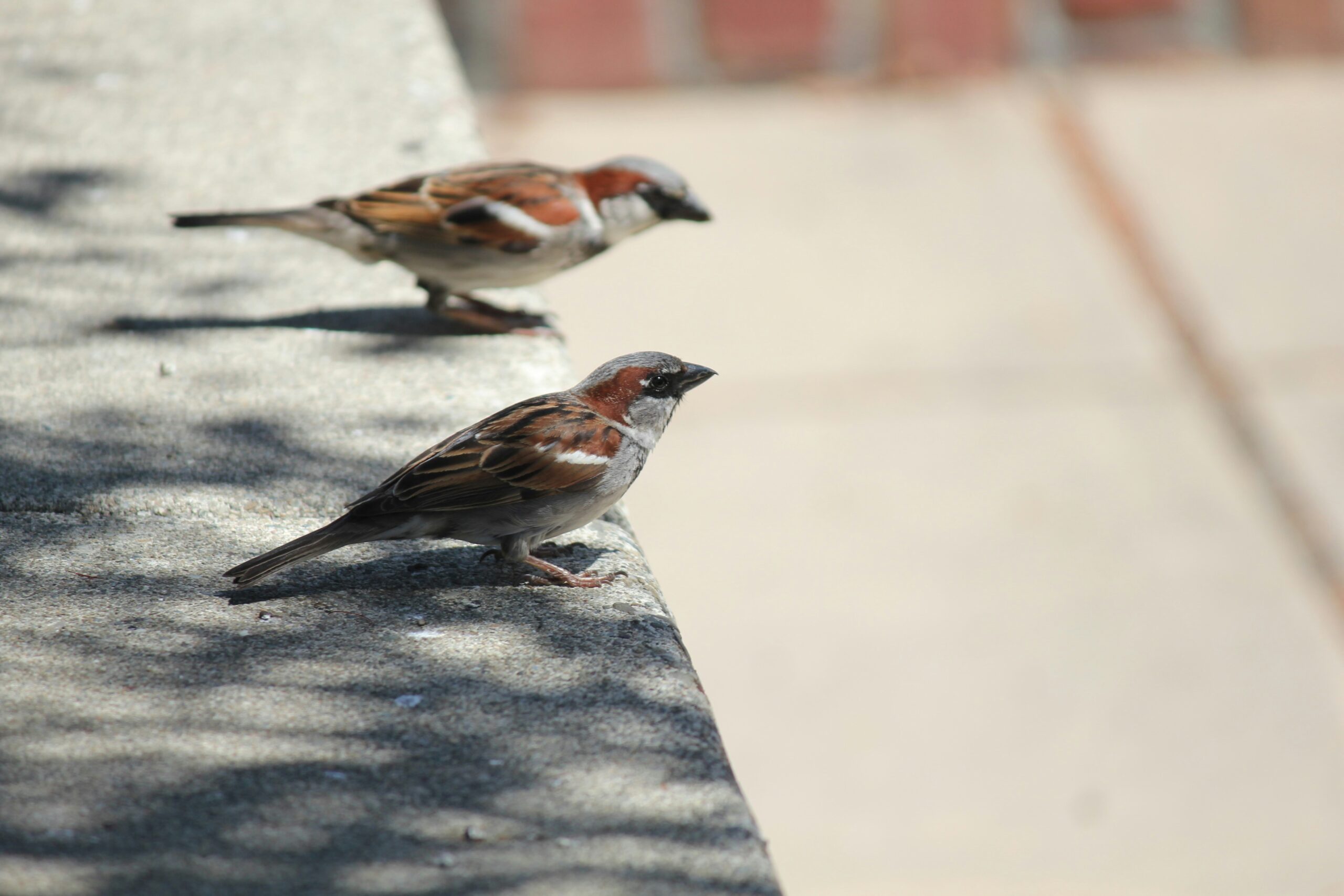 Sparrows