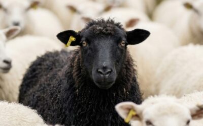 Conform to Who You Are: Sermon on Romans 12:1-8